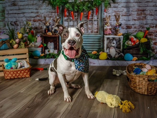 Buster - Foster to Adopt