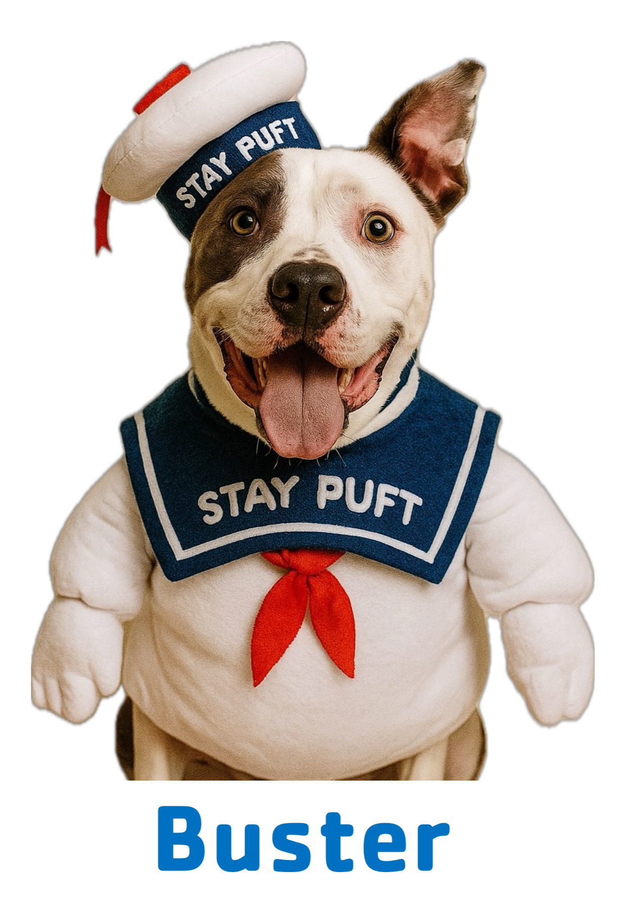 Buster - Foster to Adopt, an adoptable Staffordshire Bull Terrier in Garner, NC, 27529 | Photo Image 1