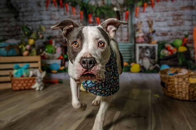 Buster - Foster to Adopt
