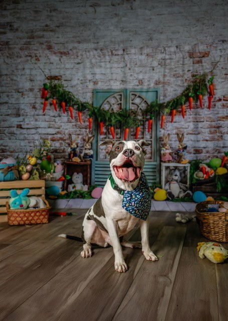 Buster - Foster to Adopt, an adoptable Staffordshire Bull Terrier in Garner, NC, 27529 | Photo Image 3