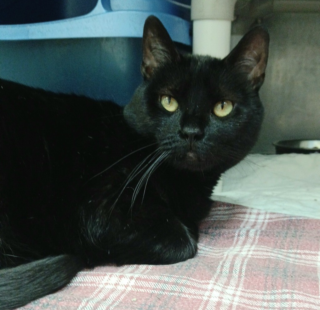 India, an adoptable Domestic Short Hair in Sunrise Beach, MO, 65079 | Photo Image 1