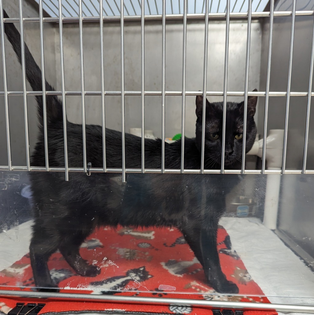 India, an adoptable Domestic Short Hair in Sunrise Beach, MO, 65079 | Photo Image 2