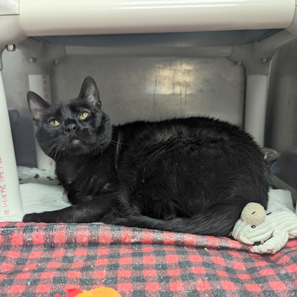 India, an adoptable Domestic Short Hair in Sunrise Beach, MO, 65079 | Photo Image 3