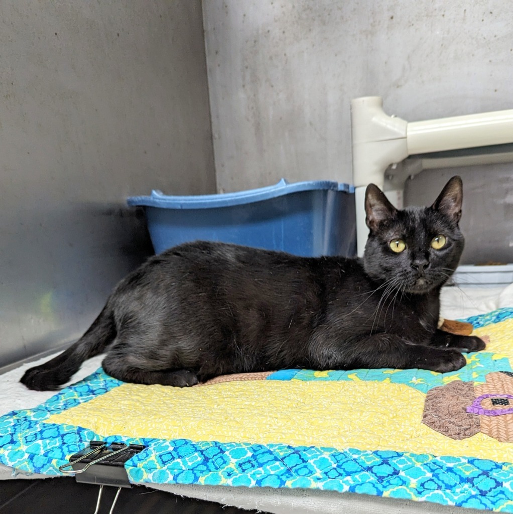 India, an adoptable Domestic Short Hair in Sunrise Beach, MO, 65079 | Photo Image 4