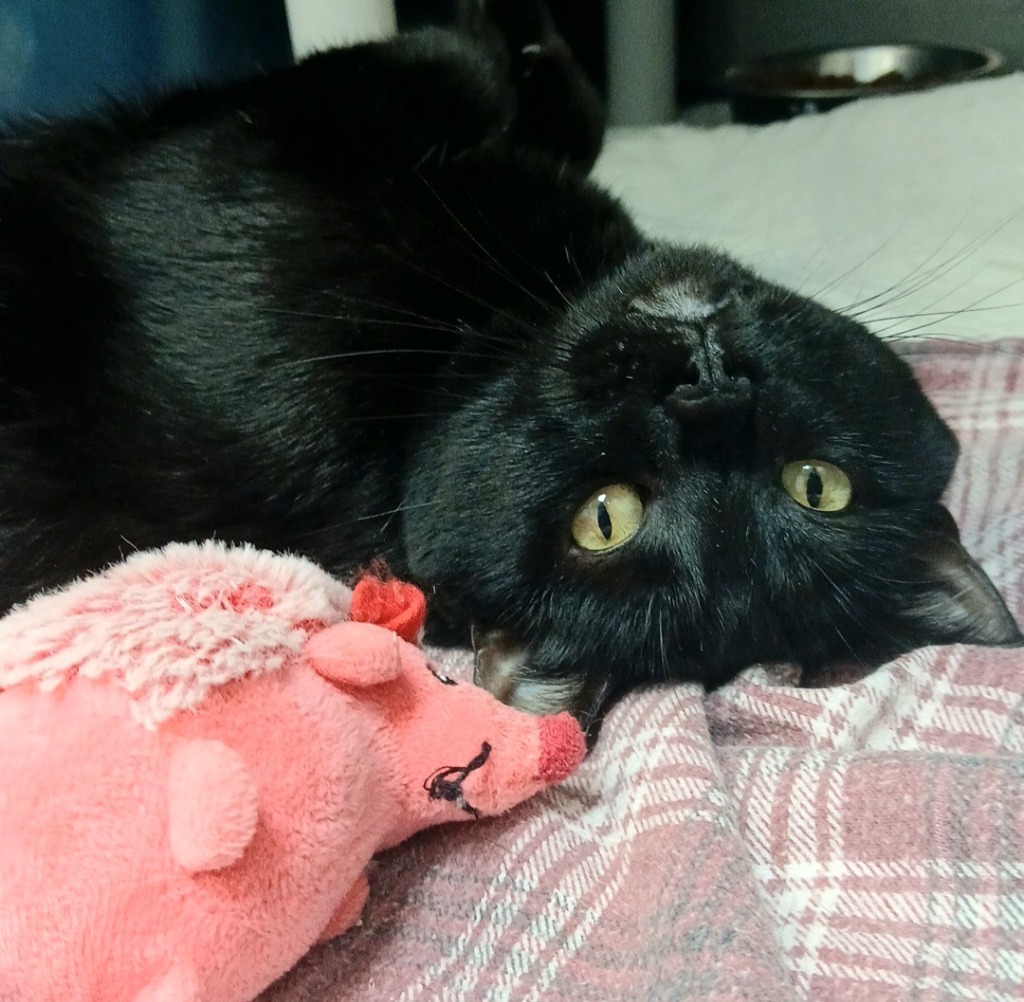 India, an adoptable Domestic Short Hair in Sunrise Beach, MO, 65079 | Photo Image 5