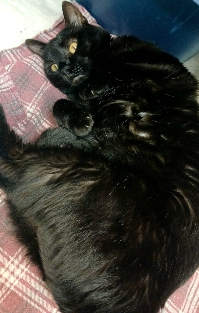 India, an adoptable Domestic Short Hair in Sunrise Beach, MO, 65079 | Photo Image 6