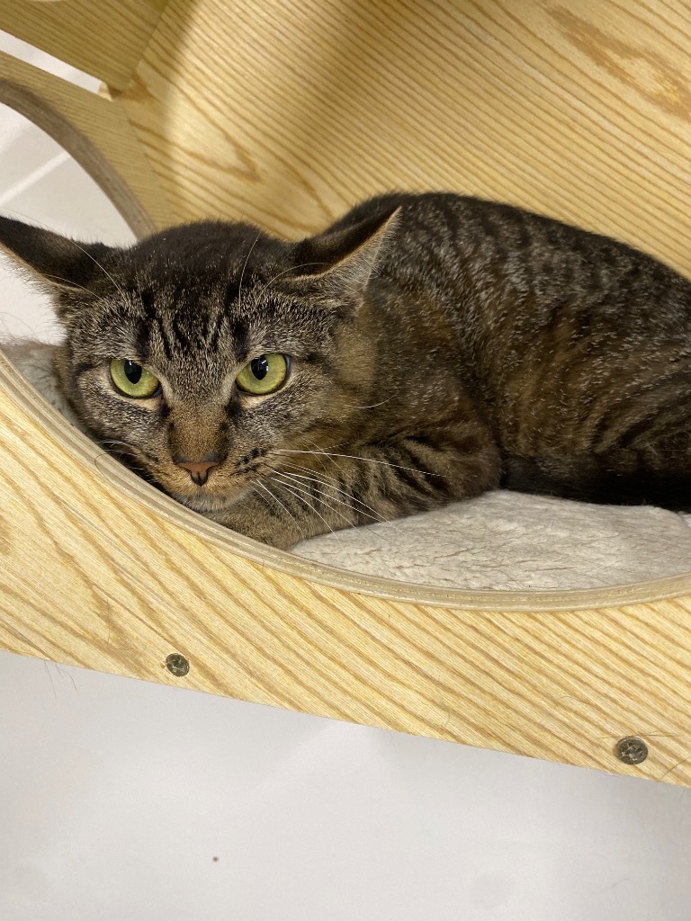 Amy, an adoptable Domestic Short Hair in Plattsburgh, NY, 12901 | Photo Image 1