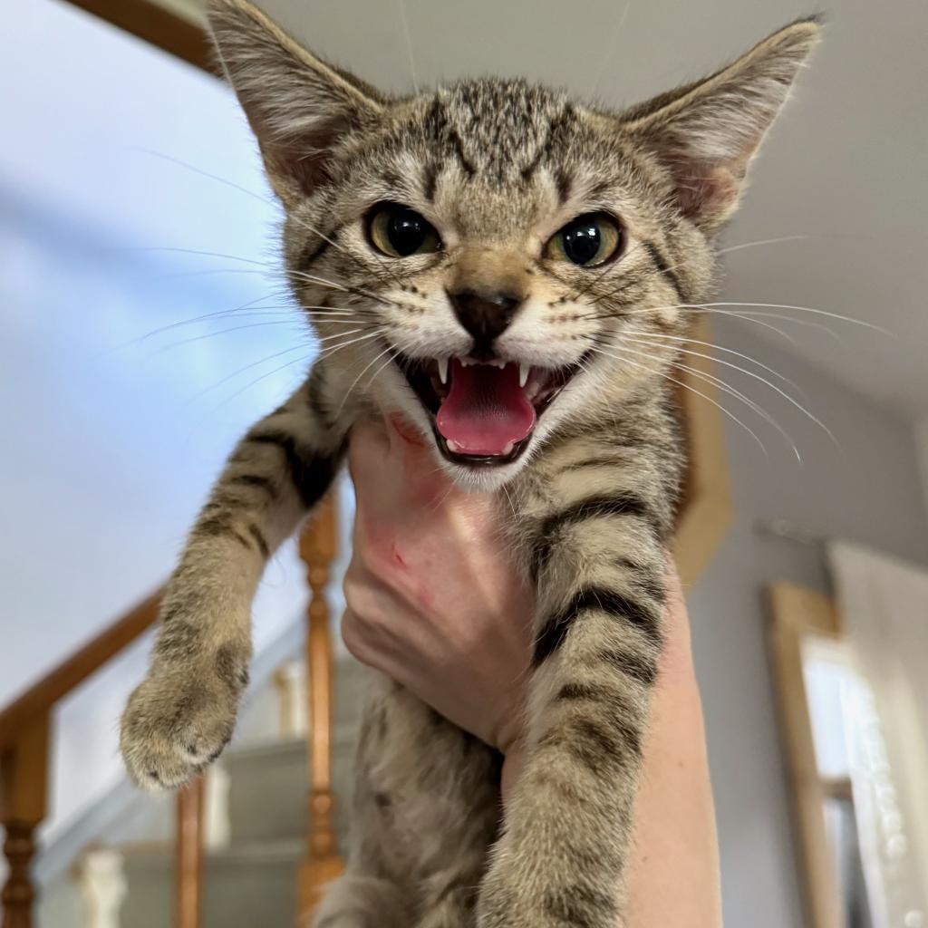 The Alchemy, an adoptable Domestic Short Hair in Rochester, MN, 55903 | Photo Image 2