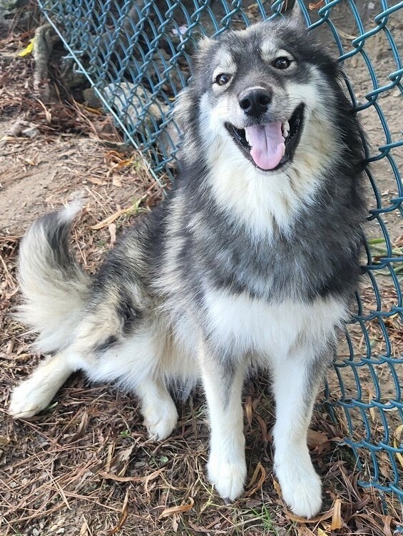 Mochi, an adoptable Keeshond in Little Rock, AR, 72206 | Photo Image 1