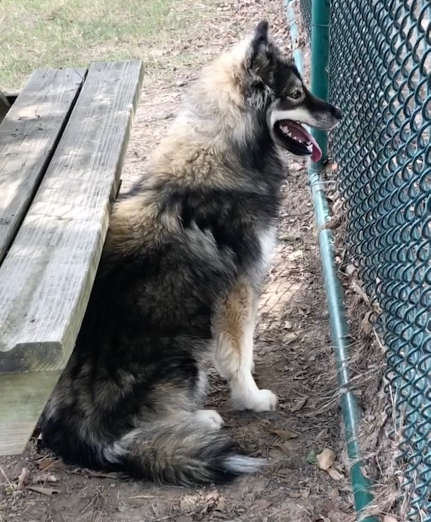 Mochi, an adoptable Keeshond in Little Rock, AR, 72206 | Photo Image 2