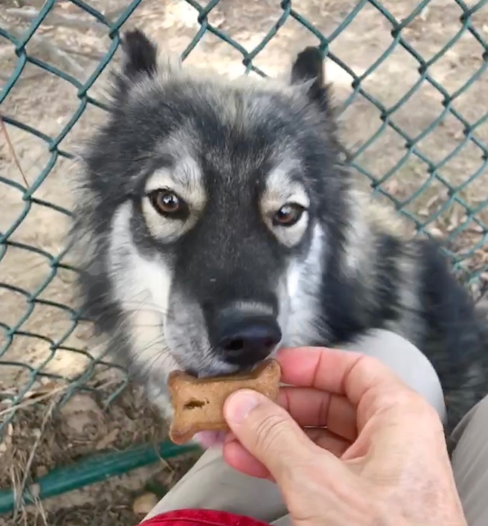 Mochi, an adoptable Keeshond in Little Rock, AR, 72206 | Photo Image 3