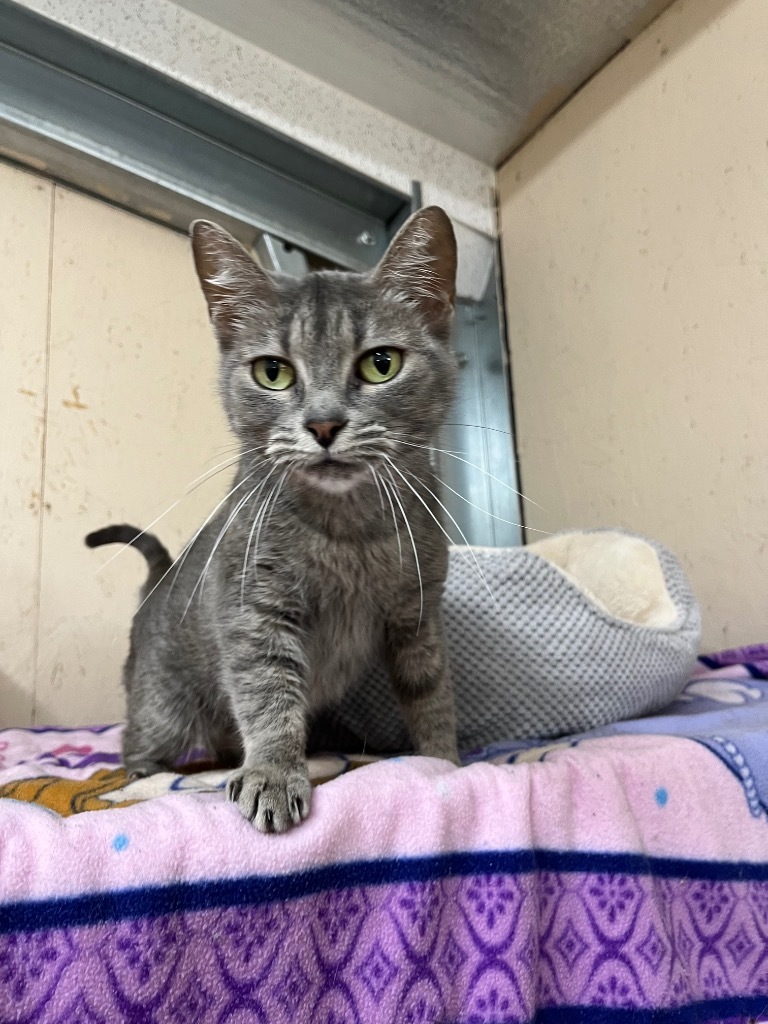Fuji, an adoptable Domestic Short Hair in Sherwood, OR, 97140 | Photo Image 1