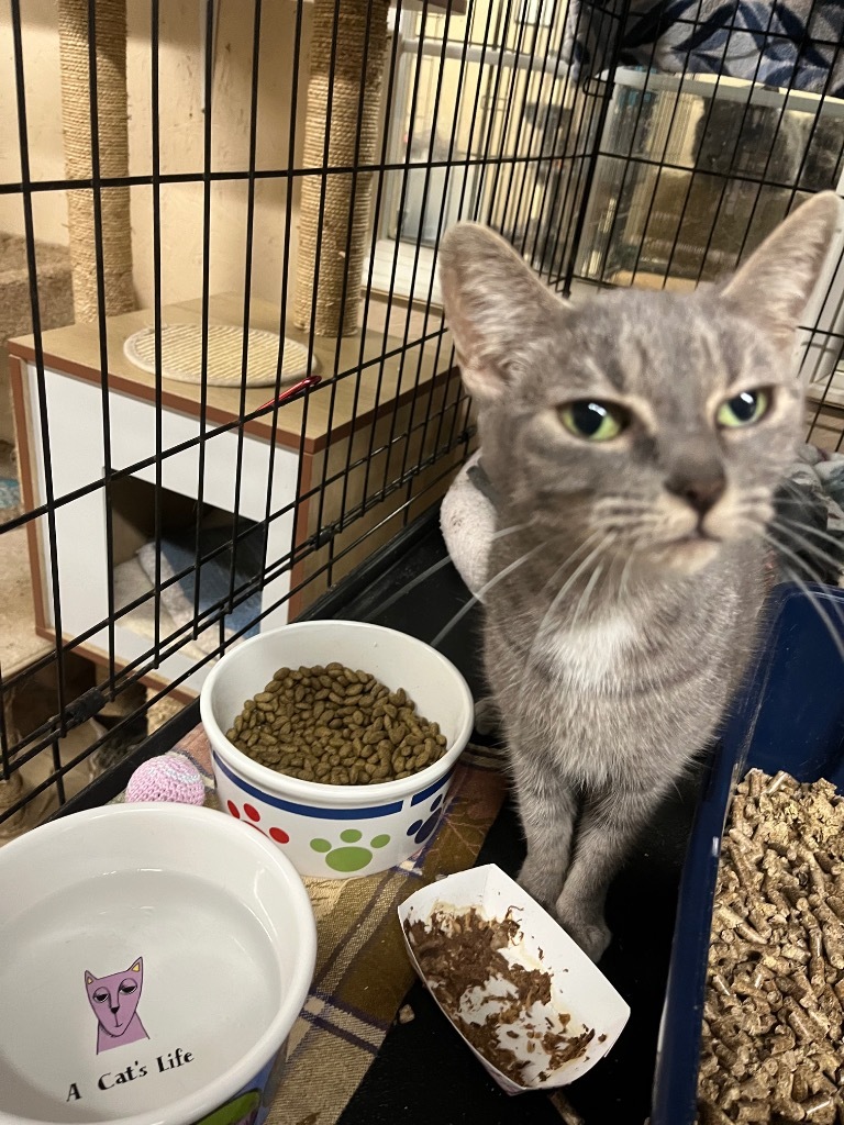 Fuji, an adoptable Domestic Short Hair in Sherwood, OR, 97140 | Photo Image 2