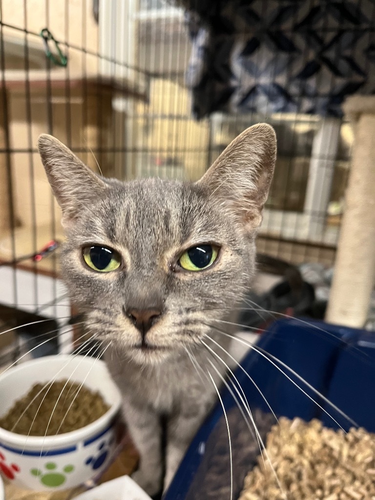 Fuji, an adoptable Domestic Short Hair in Sherwood, OR, 97140 | Photo Image 3