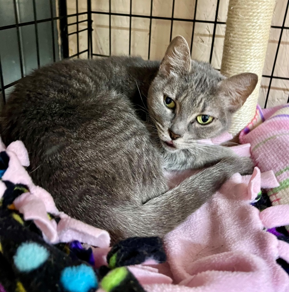 Fuji, an adoptable Domestic Short Hair in Sherwood, OR, 97140 | Photo Image 4