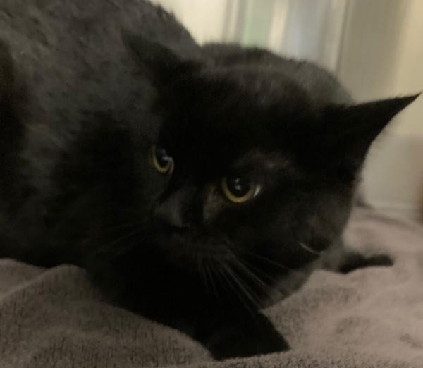 Cat for adoption Dave, a Domestic Short Hair Mix in Winnipeg, MB