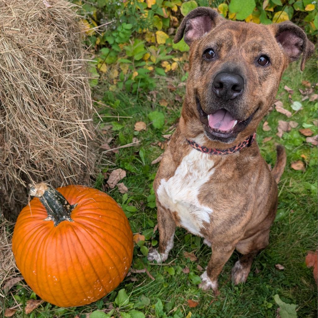 Ruger, an adoptable Pit Bull Terrier in Thomaston, ME, 04861 | Photo Image 1