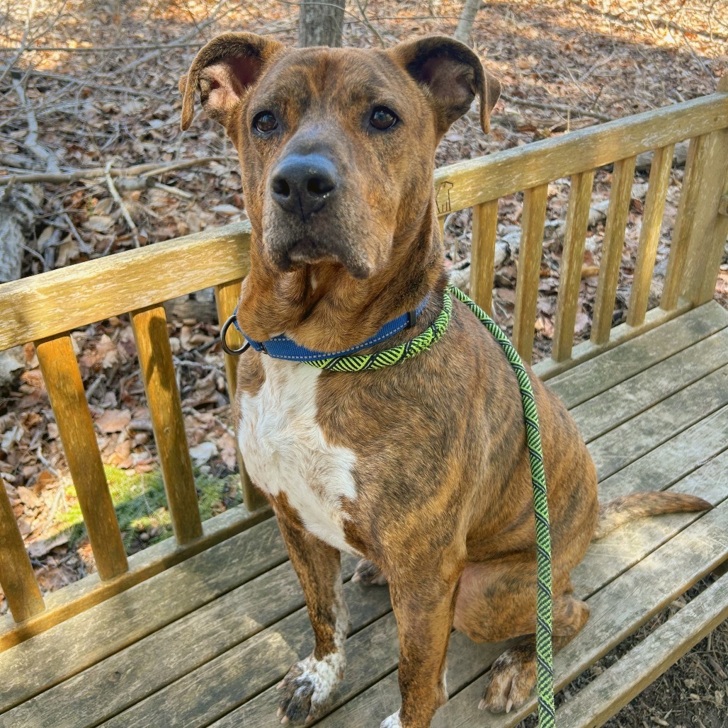 Ruger, an adoptable Pit Bull Terrier in Thomaston, ME, 04861 | Photo Image 1