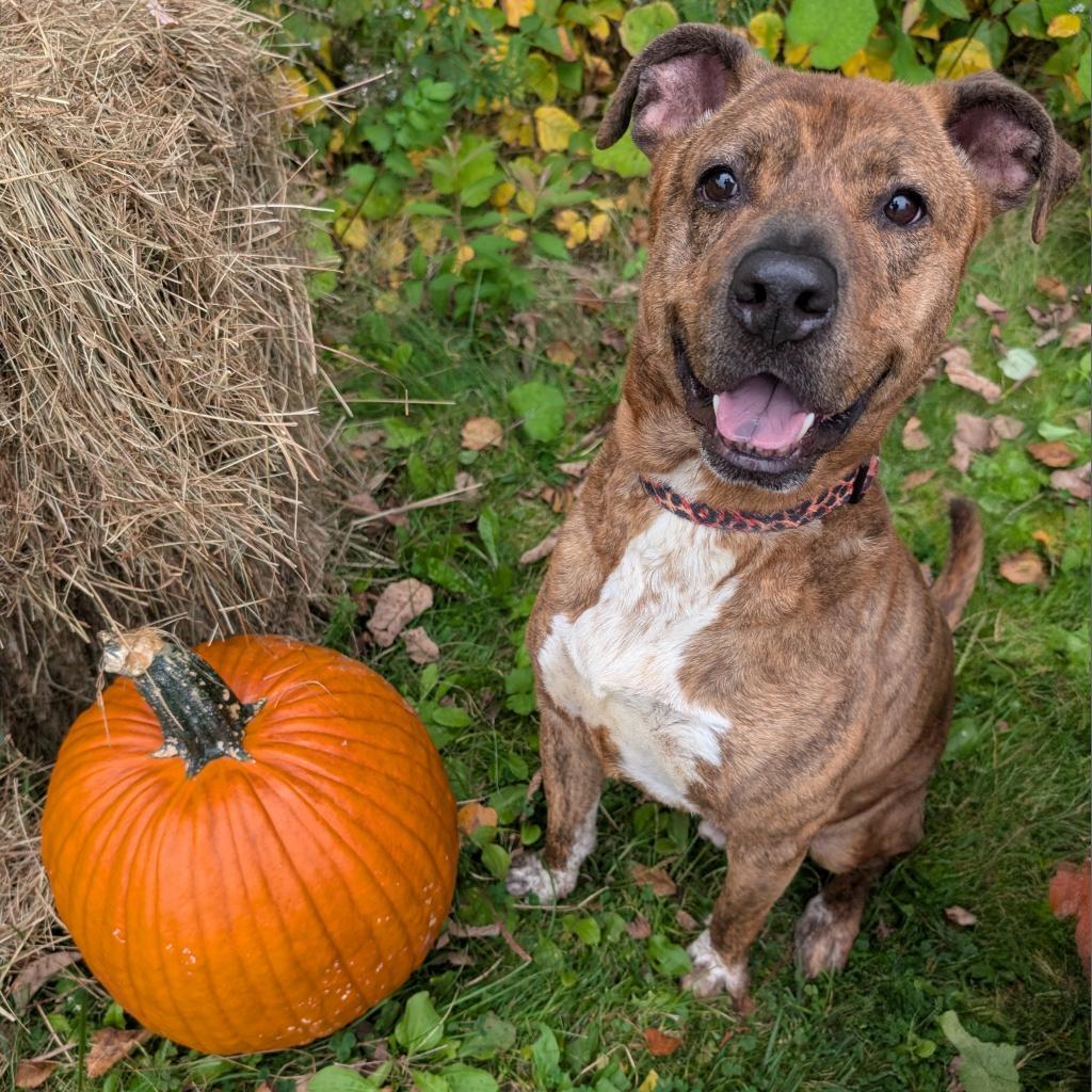 Ruger, an adoptable Pit Bull Terrier in Thomaston, ME, 04861 | Photo Image 2