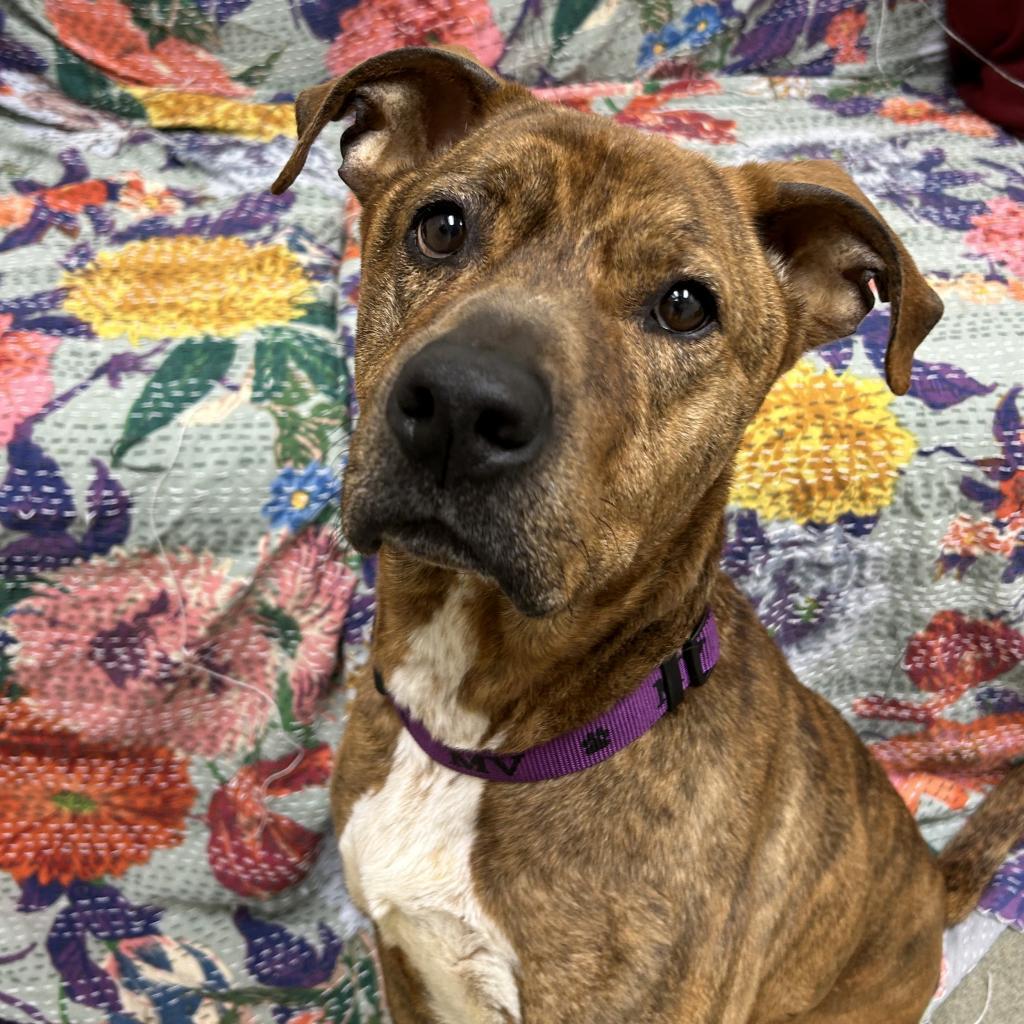 Ruger, an adoptable Pit Bull Terrier in Thomaston, ME, 04861 | Photo Image 3