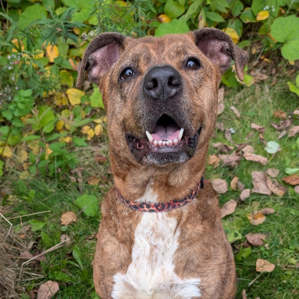 Ruger, an adoptable Pit Bull Terrier in Thomaston, ME, 04861 | Photo Image 3