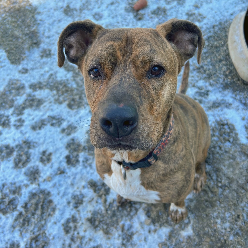 Ruger, an adoptable Pit Bull Terrier in Thomaston, ME, 04861 | Photo Image 5