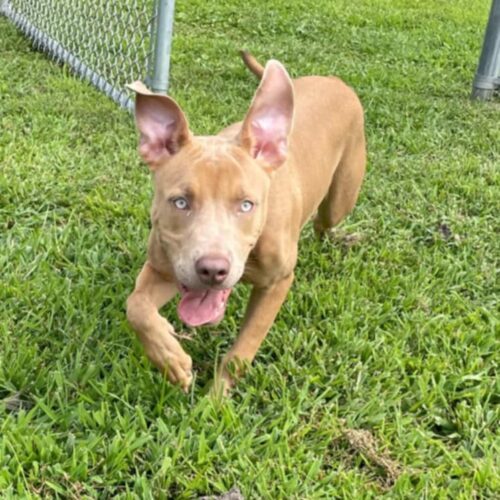 Breezy, an adoptable Pit Bull Terrier, Mixed Breed in Burlington, IA, 52601 | Photo Image 3