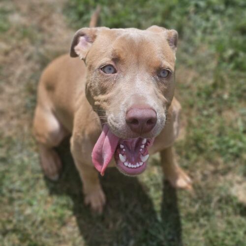 Breezy, an adoptable Pit Bull Terrier, Mixed Breed in Burlington, IA, 52601 | Photo Image 4