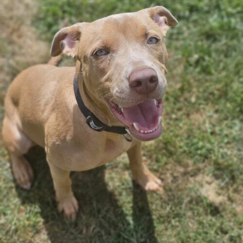 Breezy, an adoptable Pit Bull Terrier, Mixed Breed in Burlington, IA, 52601 | Photo Image 5