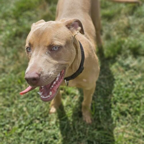 Breezy, an adoptable Pit Bull Terrier, Mixed Breed in Burlington, IA, 52601 | Photo Image 6