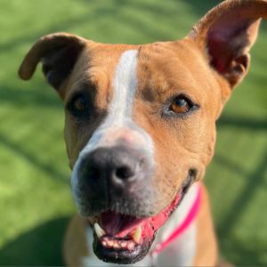 Apple A1881036, Senior Female Pit Bull Terrier