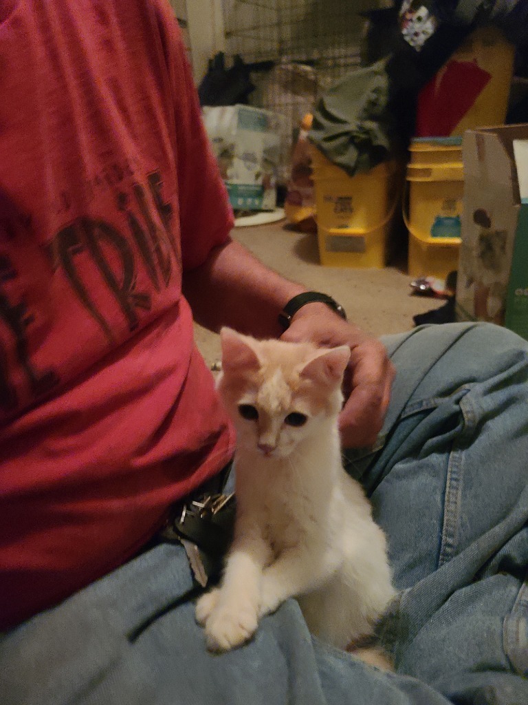 White and orange, an adoptable Abyssinian in Odessa, TX, 79764 | Photo Image 1