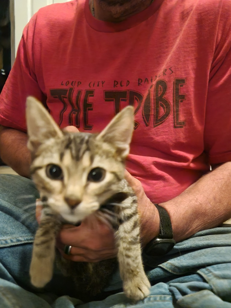 Grey tabby, an adoptable Abyssinian in Odessa, TX, 79764 | Photo Image 1