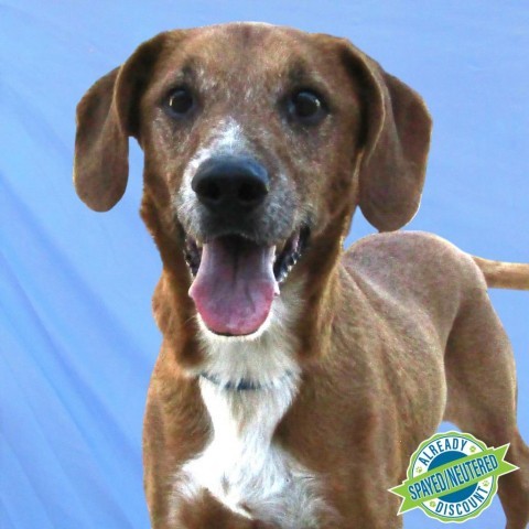 Kenny, an adoptable Mixed Breed in Las Cruces, NM, 88012 | Photo Image 1