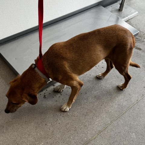 Kenny, an adoptable Mixed Breed in Las Cruces, NM, 88012 | Photo Image 2