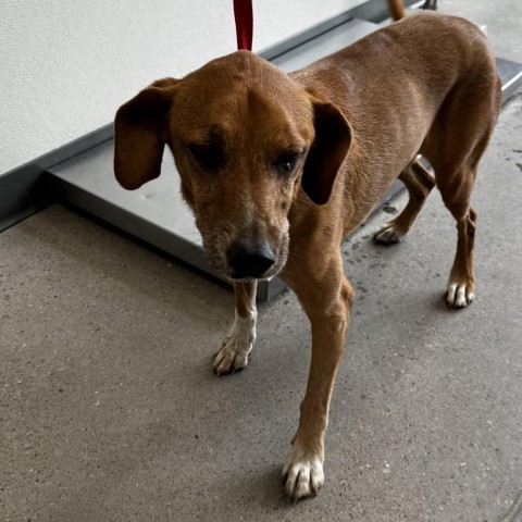 Kenny, an adoptable Mixed Breed in Las Cruces, NM, 88012 | Photo Image 3