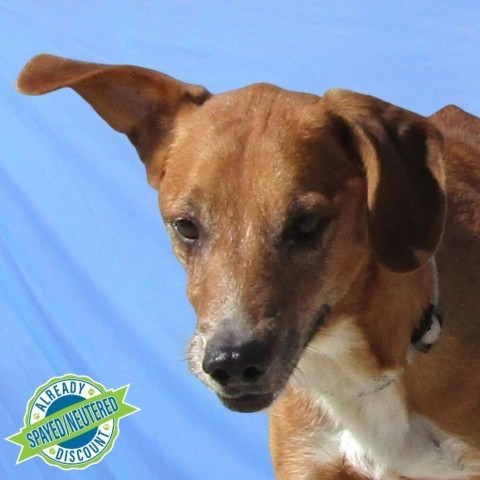 Kenny, an adoptable Mixed Breed in Las Cruces, NM, 88012 | Photo Image 5