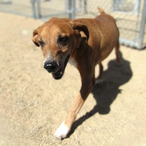 Kenny, an adoptable Mixed Breed in Las Cruces, NM, 88012 | Photo Image 6