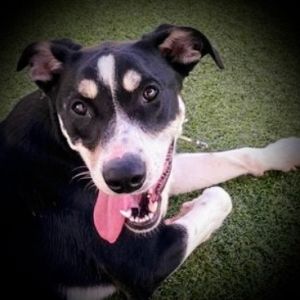 Leo, Adult Male Husky
