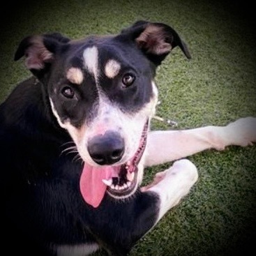 Leo, an adoptable Husky, German Shepherd Dog in Pittsfield, IL, 62363 | Photo Image 1
