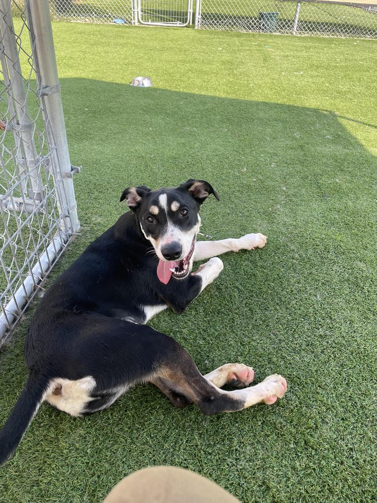 Leo, an adoptable Husky, German Shepherd Dog in Pittsfield, IL, 62363 | Photo Image 2