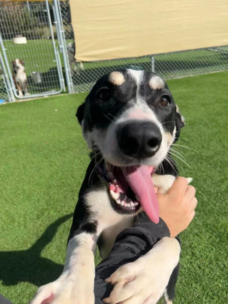 Leo, an adoptable Husky, German Shepherd Dog in Pittsfield, IL, 62363 | Photo Image 3