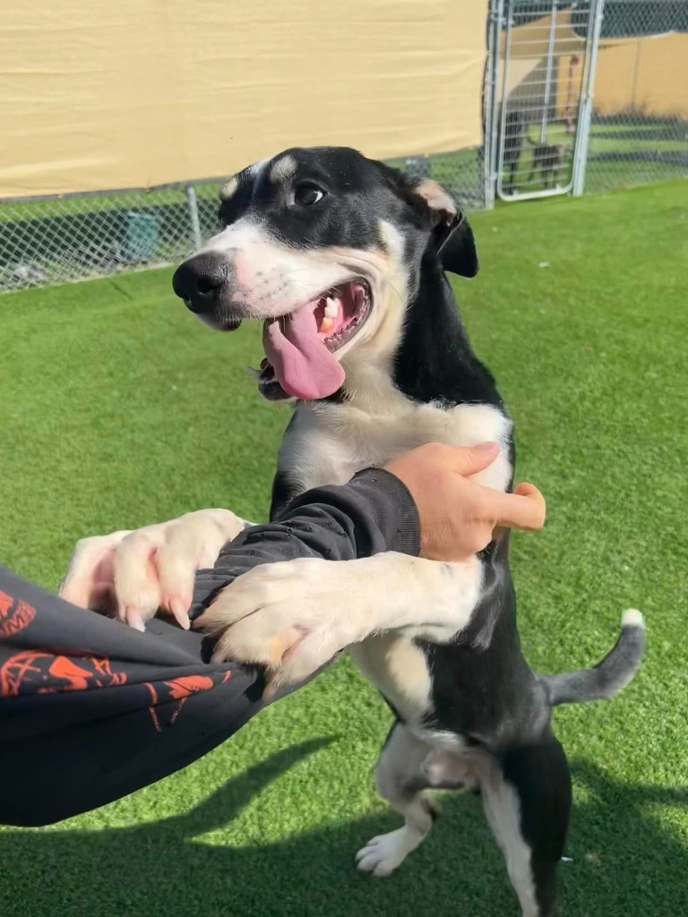 Leo, an adoptable Husky, German Shepherd Dog in Pittsfield, IL, 62363 | Photo Image 4