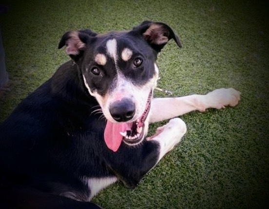 Leo, an adoptable Husky, German Shepherd Dog in Pittsfield, IL, 62363 | Photo Image 5