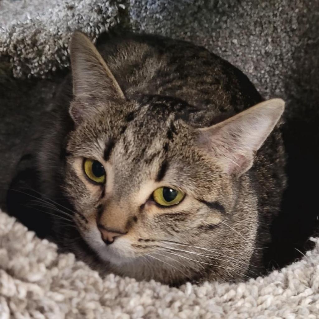 Harmony, an adoptable Domestic Short Hair in Saint Paul, MN, 55105 | Photo Image 1