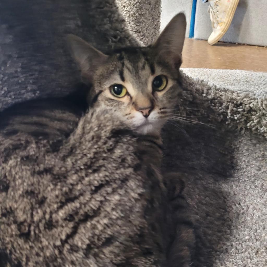 Harmony, an adoptable Domestic Short Hair in Saint Paul, MN, 55105 | Photo Image 2