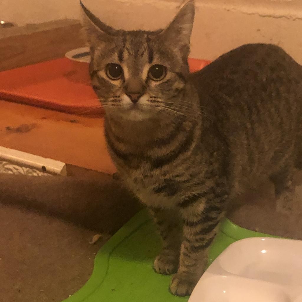 Harmony, an adoptable Domestic Short Hair in Saint Paul, MN, 55105 | Photo Image 3