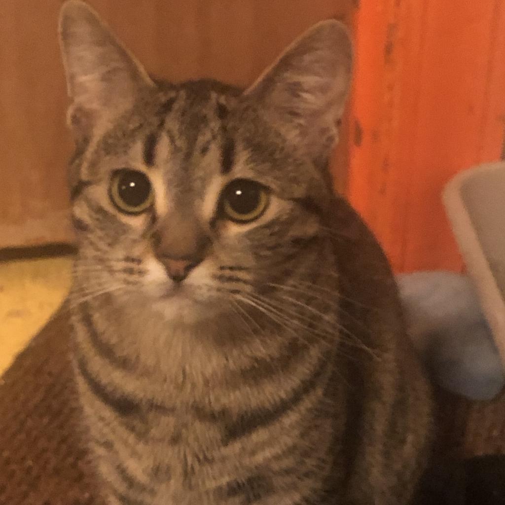 Harmony, an adoptable Domestic Short Hair in Saint Paul, MN, 55105 | Photo Image 4