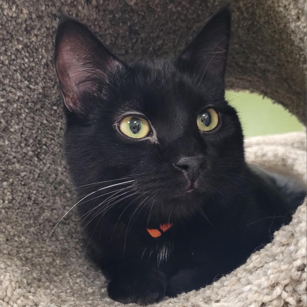 Verbal, an adoptable Domestic Short Hair in Saint Paul, MN, 55105 | Photo Image 1