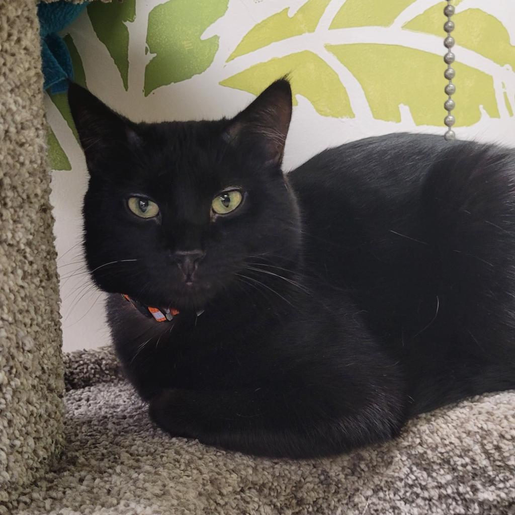 Verbal, an adoptable Domestic Short Hair in Saint Paul, MN, 55105 | Photo Image 2